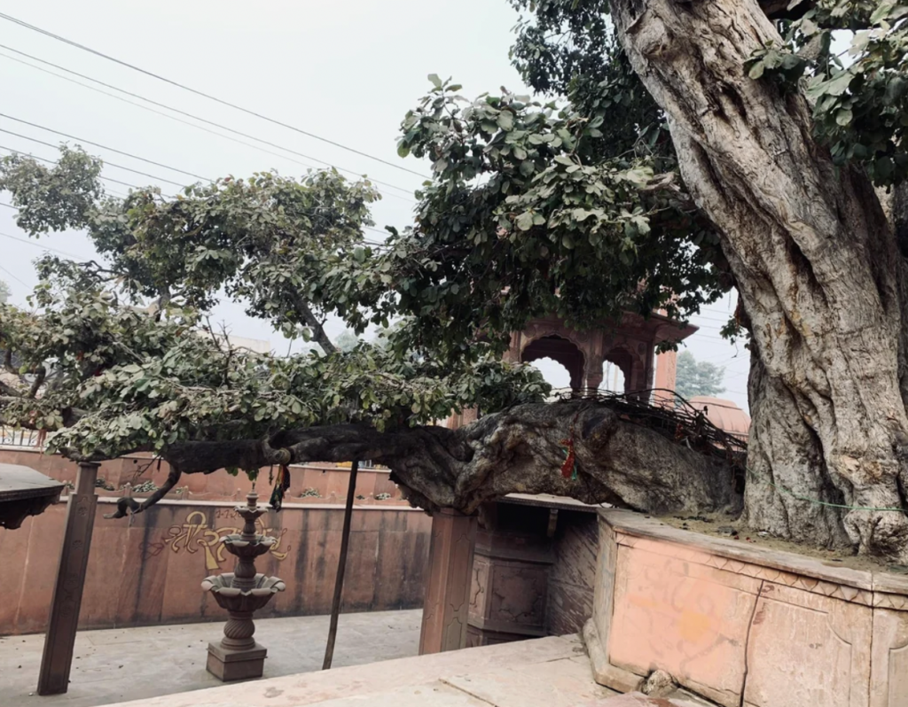 A large, ancient tree with a thick, gnarled trunk and sprawling branches extending over a courtyard. The area features a small fountain and reddish-brown walls adorned with wrought iron railings. The setting appears to be part of a historical or religious site.