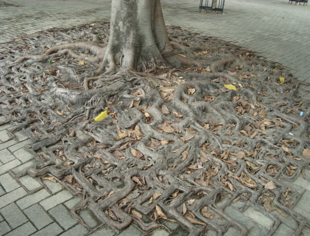 A large tree with exposed roots growing in a complex, intricate pattern through a grid of interlocking concrete pavers. Dry leaves are scattered among the roots, and parts of the pavement show signs of wear due to the roots' growth.