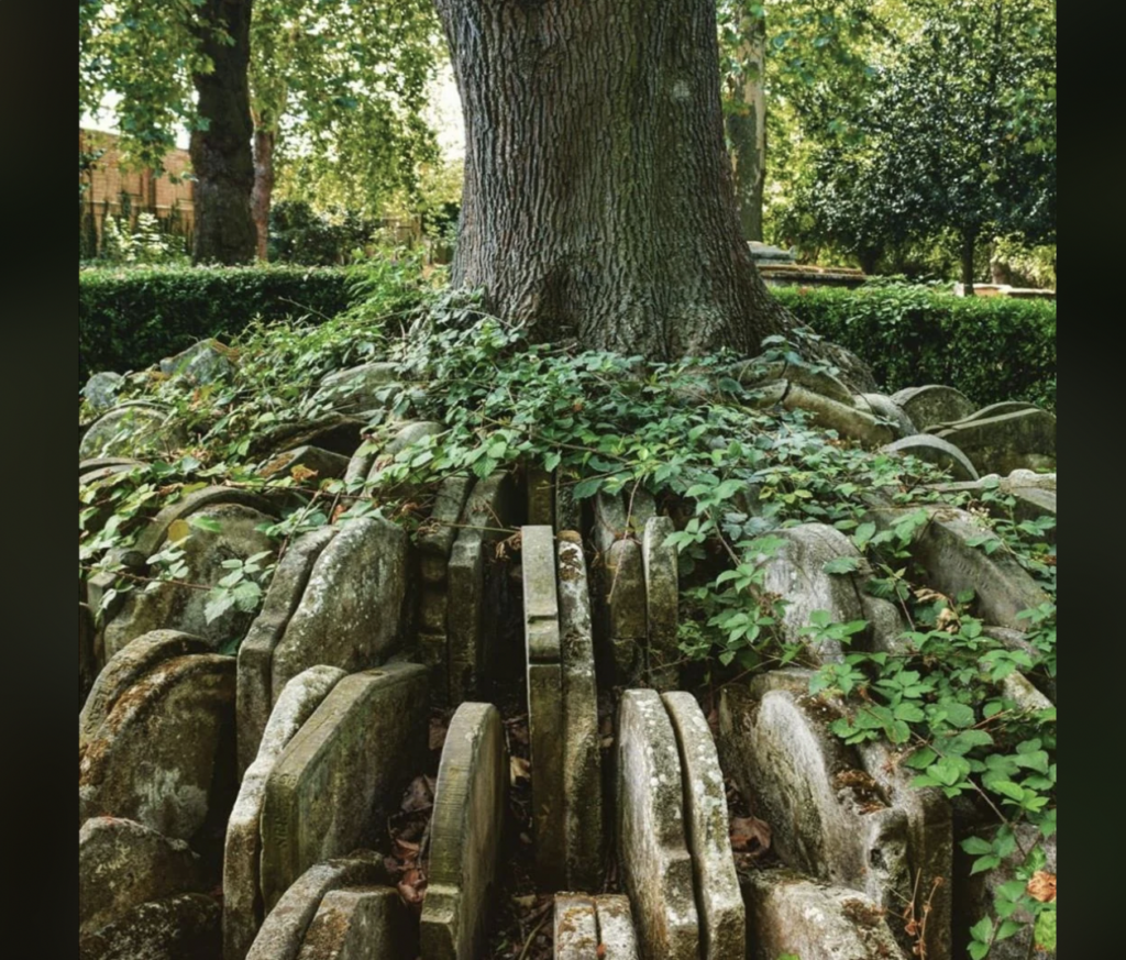 Several old gravestones leaning against the trunk of a large tree, with green ivy and other foliage growing around them. The scene appears to be in a wooded area within a cemetery, with dappled sunlight filtering through the trees.