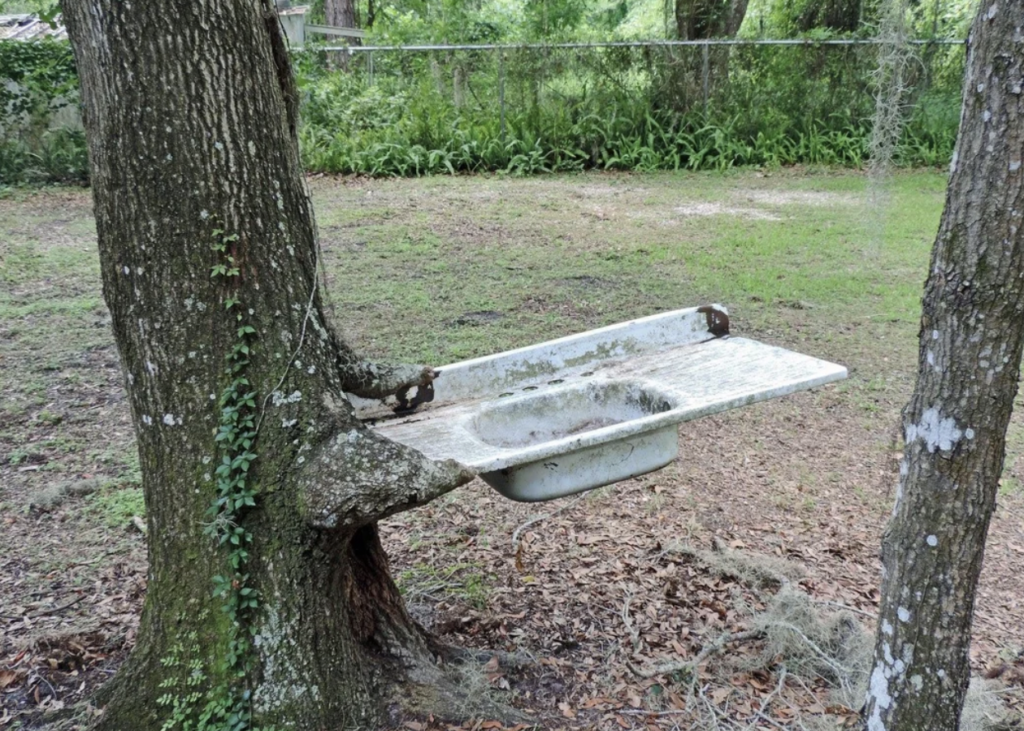 A weathered white sink is embedded in the trunk of a large tree in a grassy, wooded area. The tree has grown around the sink, with part of its basin partially enclosed by the trunk. A fence and more trees are visible in the background.