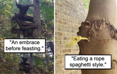 Two photos of trees with captions. The left one shows two trees intertwined, captioned "An embrace before feasting." The right one shows a tree trunk with a piece of rope sticking out, captioned "Eating a rope spaghetti style.