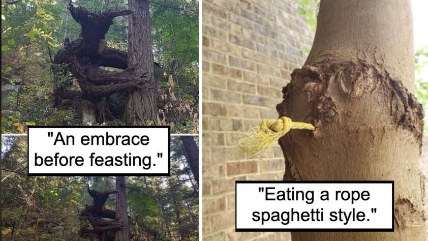 Two photos of trees with captions. The left one shows two trees intertwined, captioned "An embrace before feasting." The right one shows a tree trunk with a piece of rope sticking out, captioned "Eating a rope spaghetti style.