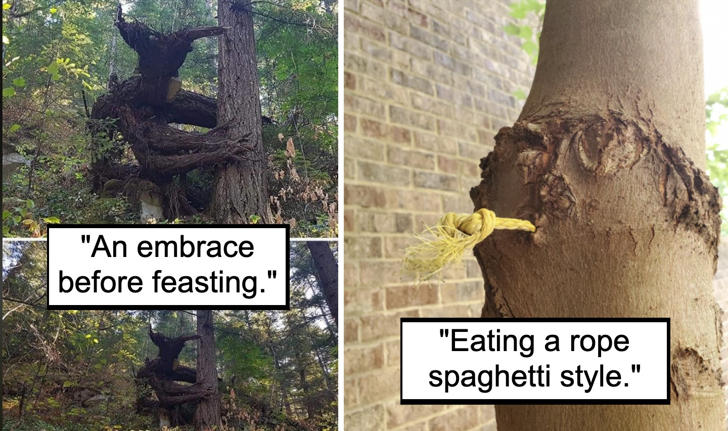 Two photos of trees with captions. The left one shows two trees intertwined, captioned "An embrace before feasting." The right one shows a tree trunk with a piece of rope sticking out, captioned "Eating a rope spaghetti style.