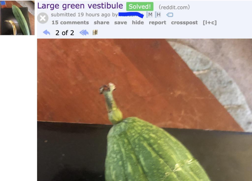 A Reddit post titled "Large green vestibule" marked as "Solved!" shows a large green vegetable with a curved, elongated shape on a dark surface. The post includes various interaction icons such as comments, shares, and saves.