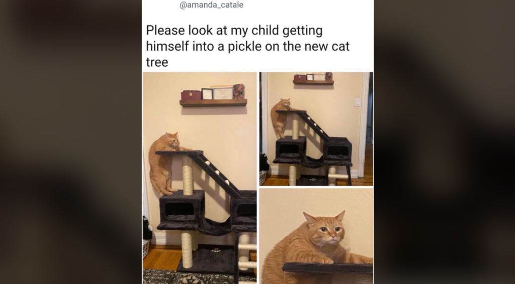 A collage of three photos shows an orange cat on a cat tree. In the top photo, the cat climbs the structure hesitantly. In the bottom-left photo, the cat is perched awkwardly. The bottom-right close-up shows the confused expression of the cat. Caption: "Please look at my child getting himself into a pickle on the new cat tree.