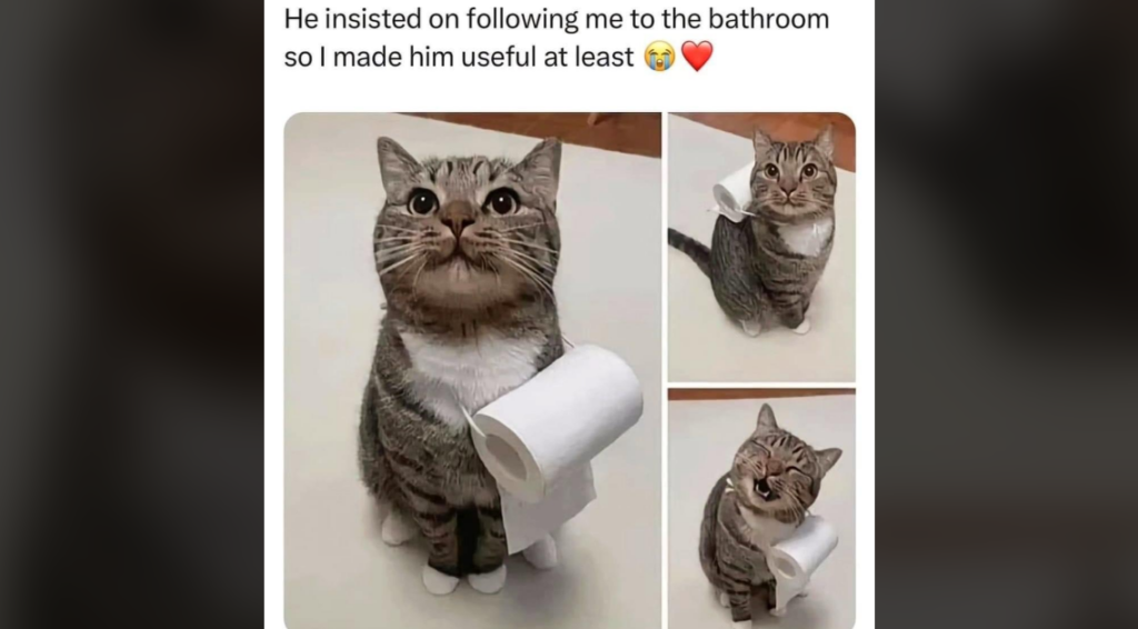 A gray tabby cat is holding a roll of toilet paper in three different photos. The cat is standing upright on its hind legs and appears to be looking up with big eyes in each image. The caption mentions making the cat useful by holding the toilet paper.