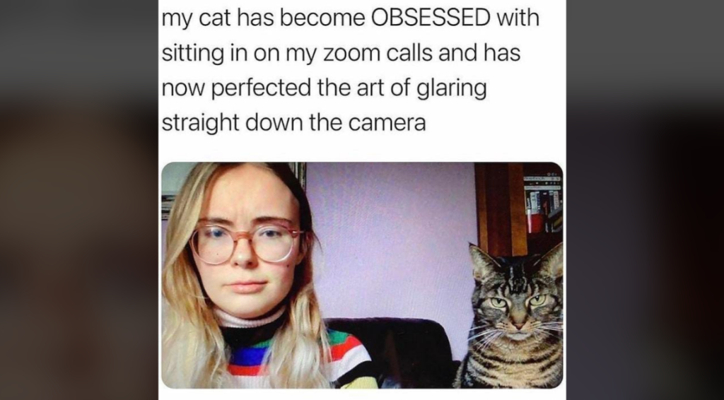 A woman with long blonde hair and glasses sits on a couch, looking slightly annoyed, while a tabby cat beside her stares intently at the camera. The caption above reads, "my cat has become OBSESSED with sitting in on my zoom calls and has now perfected the art of glaring straight down the camera.