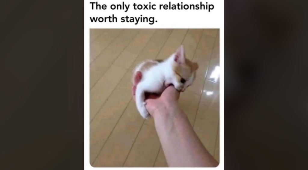 A small kitten is playfully biting someone's hand. The hand is gently holding the kitten, which has a tan and white coat. The text above the image reads, "The only toxic relationship worth staying." The background shows a tiled floor.