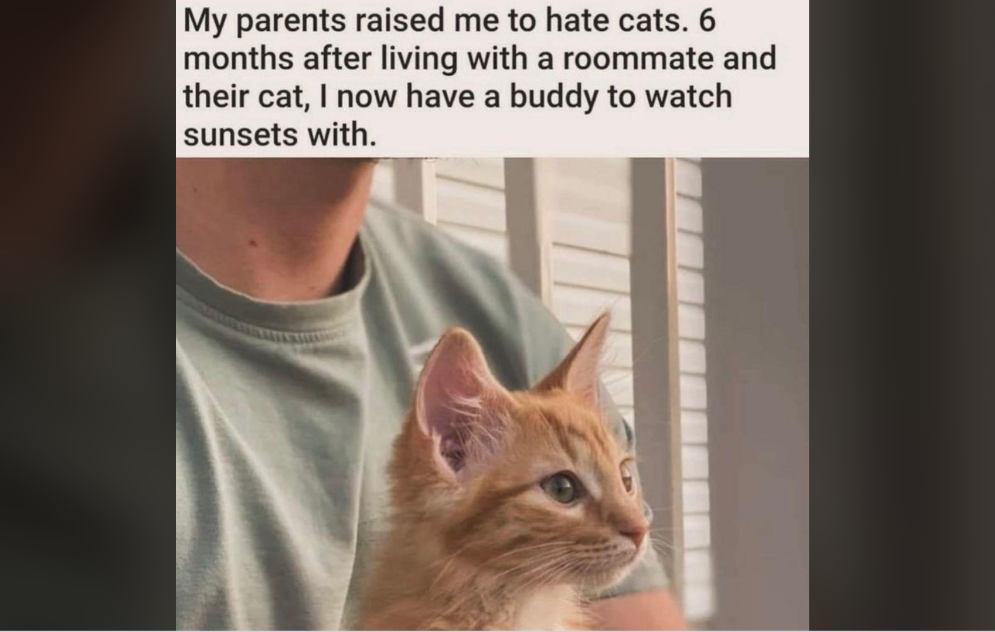 A person in a green shirt is holding an orange tabby kitten. The text above the image reads, "My parents raised me to hate cats. 6 months after living with a roommate and their cat, I now have a buddy to watch sunsets with.