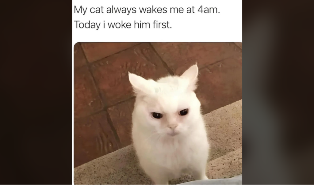 A white cat with an irritated expression is looking up at the camera. The text above the cat reads, "My cat always wakes me at 4am. Today I woke him first." The background shows a tile floor and part of a beige carpet.