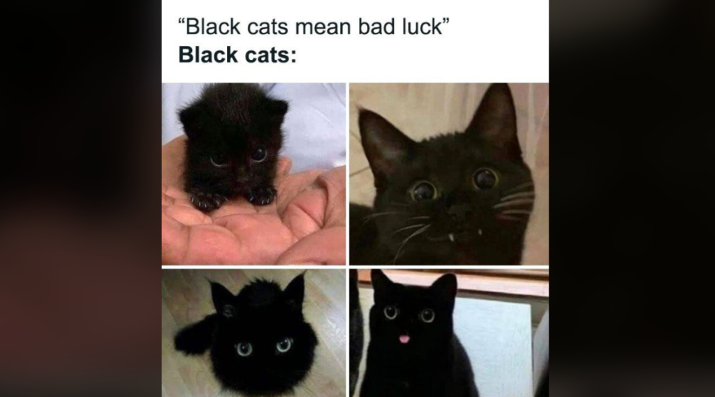 A meme with four pictures of cute, wide-eyed black cats. The top text reads "Black cats mean bad luck" and the caption beneath says "Black cats:" followed by the photos, highlighting their innocent and adorable expressions.