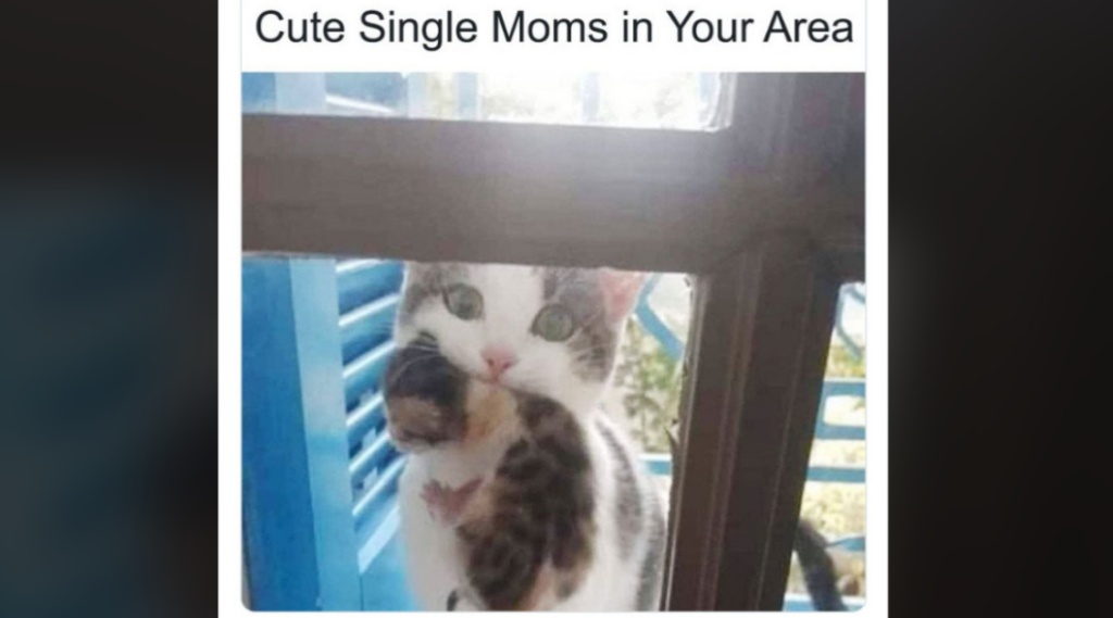 A cat is standing on its hind legs outside a window, holding a kitten with one paw. The text above the image reads, "Cute Single Moms in Your Area.