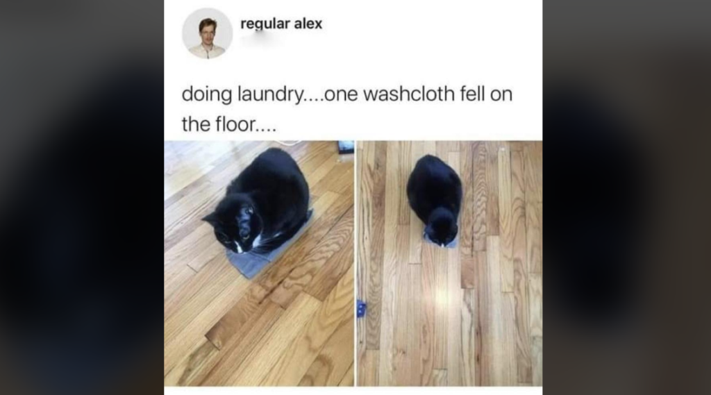 Two images of a black and white cat on a wooden floor. The left image shows the cat sitting on a gray washcloth, while the right image shows the cat looking down at the washcloth on the floor. Above the images is a caption that reads, "doing laundry...one washcloth fell on the floor...