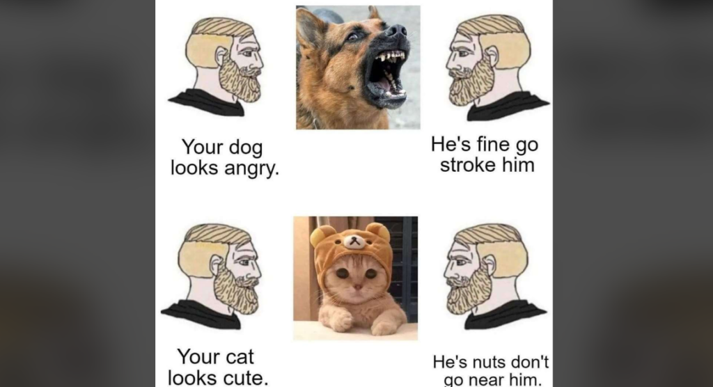 A meme with two illustrations of a person commenting on photos. Top: The person says "Your dog looks angry," depicting a snarling dog; another person responds, "He's fine go stroke him." Bottom: Same person says "Your cat looks cute," depicting a cat in a costume; the response is, "He's nuts don't go near him.