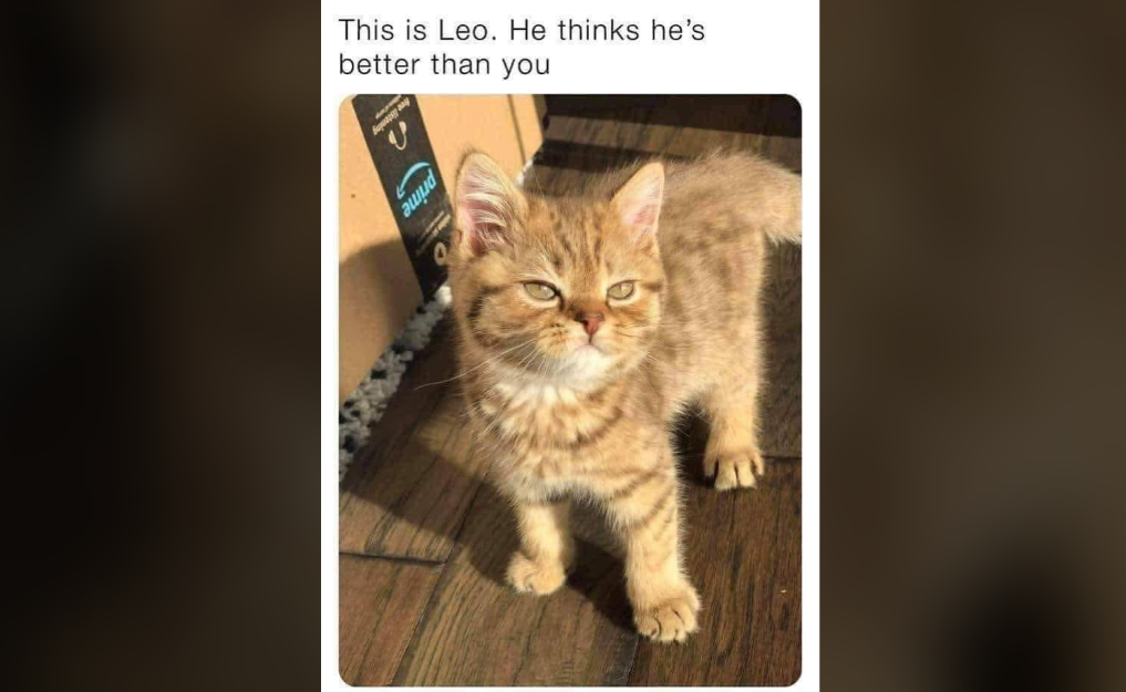 A small, fluffy brown kitten with a slightly smug expression stands on a wooden floor, looking confidently ahead. Behind him are cardboard boxes. The text above the image reads, "This is Leo. He thinks he's better than you.