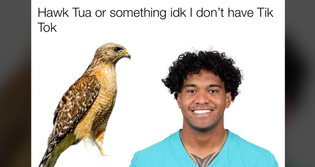 A composite image with text at the top saying, "Hawk Tua or something idk I don't have Tik Tok." The image shows a hawk on the left and a smiling man with curly hair wearing a teal sports jersey on the right.