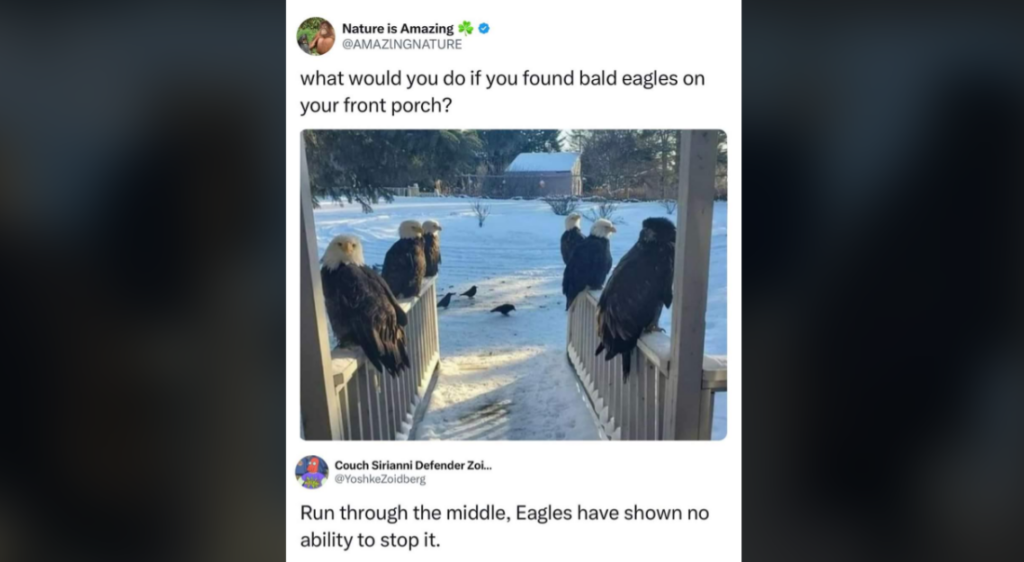 A tweet from "Nature is Amazing" shows a snowy scene with five bald eagles standing on the railings of a porch, captioned "what would you do if you found bald eagles on your front porch?" Below, a reply suggests, "Run through the middle, Eagles have shown no ability to stop it.