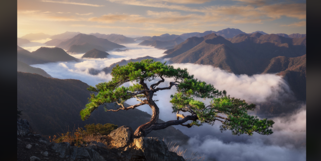 A lone, twisted pine tree stands on a rocky outcrop, surrounded by a sea of clouds that fill the valleys among rolling mountain ranges. The scene is bathed in soft, golden light from the setting sun, giving it a serene and majestic atmosphere.