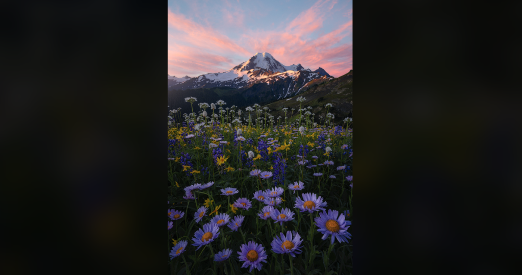 A vibrant field of purple and yellow wildflowers is in the foreground with a snow-capped mountain under a pastel sunset sky in the background. The image captures natural beauty with colorful flowers and dramatic mountain scenery.