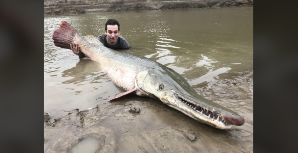 A person crouches in shallow, muddy water next to a large, elongated fish with an extended snout filled with sharp teeth. The fish is almost the length of the person, with prominent scales and a reddish tail. The background shows murky water and a muddy bank.