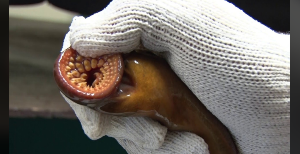 A gloved hand is holding a lamprey, an eel-like fish. The image focuses on the lamprey's round, suction-cup mouth, which is lined with multiple rows of sharp teeth. The glove is white and knitted, providing a clear contrast to the lamprey's brownish body.