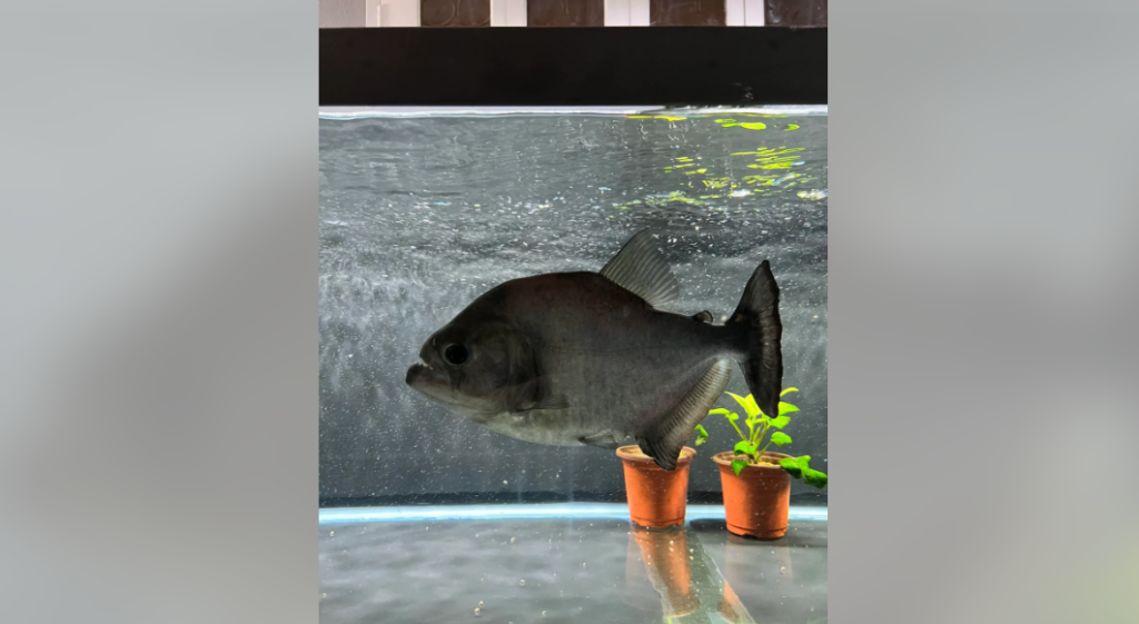 A large silver fish swims in an aquarium with clear water. Two small potted plants sit at the bottom of the tank, with some green leaves extending upward. The background is a blurred view of the tank's structure.