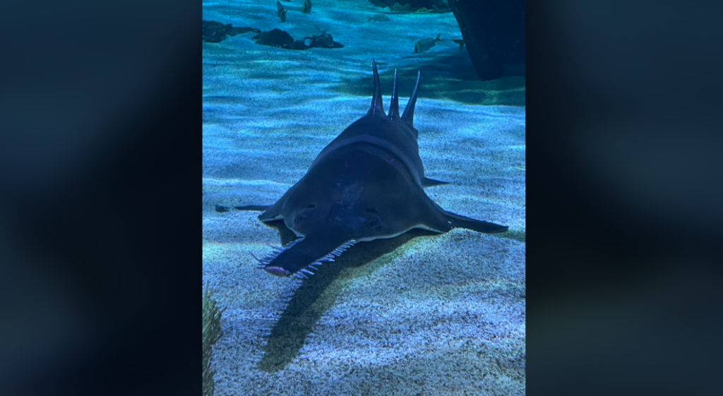 A large sawfish is lying on a sandy seafloor. The fish has a distinct lengthy, flat snout edged with teeth, resembling a saw blade. Sunlight filtering through the water creates a blue hue and dappled patterns on the sandy substrate.