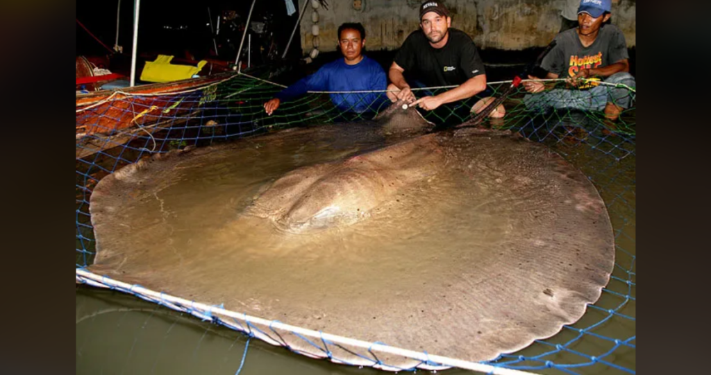 Three men are kneeling in shallow water, holding a large fishing net containing an enormous stingray. The stingray spans nearly the entire width of the net and lays flat on the water's surface. The background features a concrete wall and various fishing equipment.