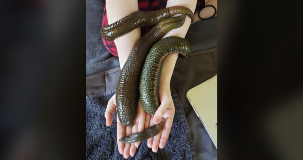 A person holding three large, shiny leeches over a dark towel. The leeches are dark green with a glossy appearance, and they are all resting across both of the person's forearms and hands. A laptop is partially visible in the bottom right corner.