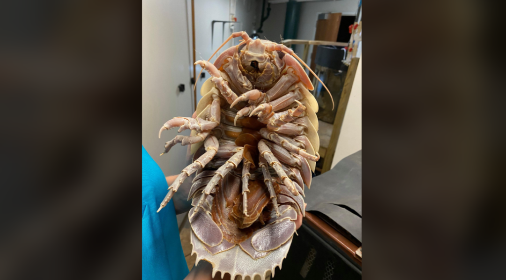 A person holds a large, unusual marine creature in an indoor setting. The creature has multiple legs, a segmented shell, and prominent antennae. It appears to be an isopod, displayed with its underside facing the camera.