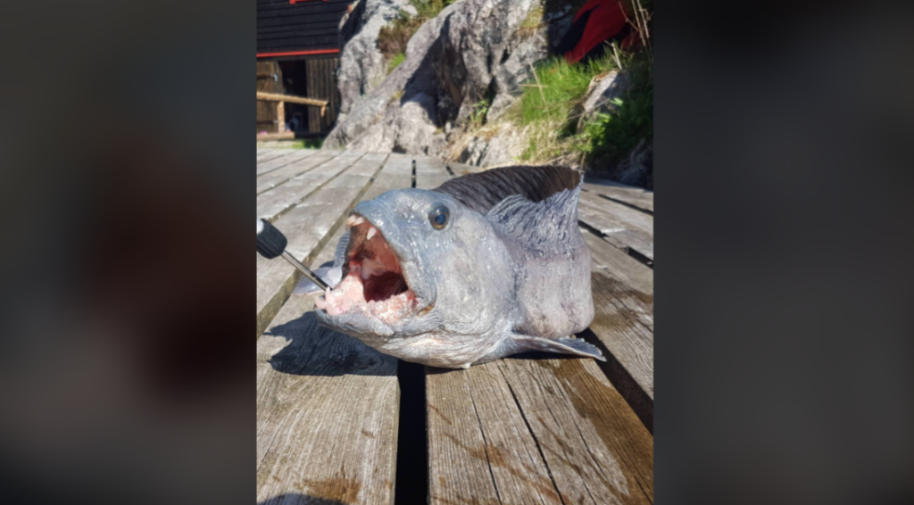 A large fish with its mouth wide open is lying on a wooden dock. The fish has a pointed snout and prominent teeth. The background shows rocky terrain and some vegetation.