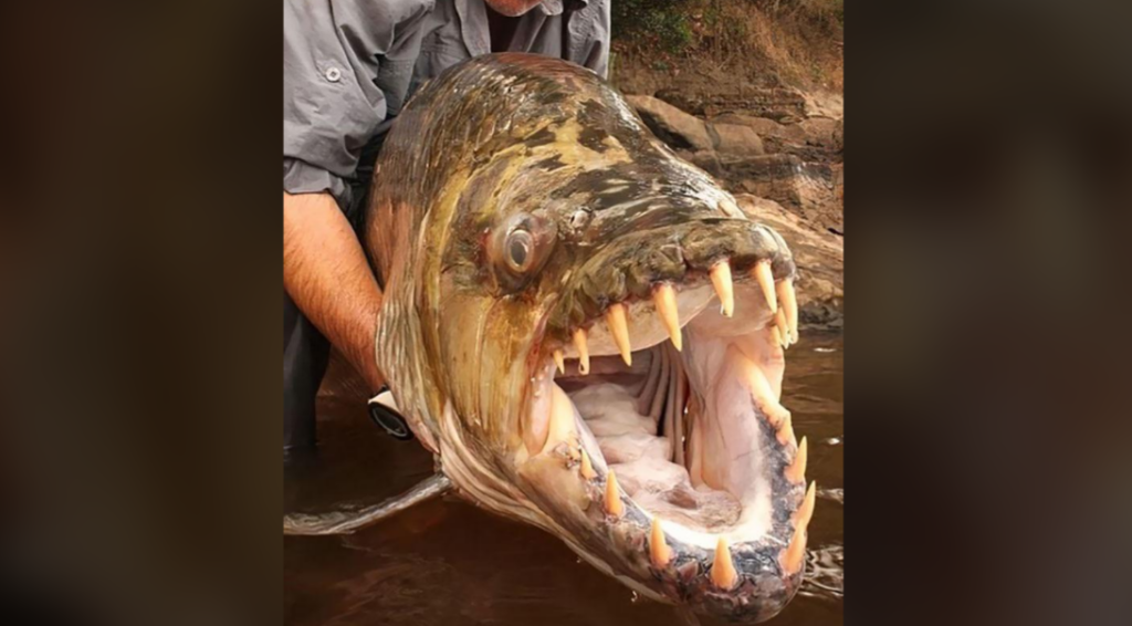 A person holds a large predatory fish with a wide-open mouth revealing long, sharp teeth. The fish has a mottled pattern on its scales and large eyes. The person is partially visible, wearing a gray shirt, and standing near a rocky, muddy waterbody.