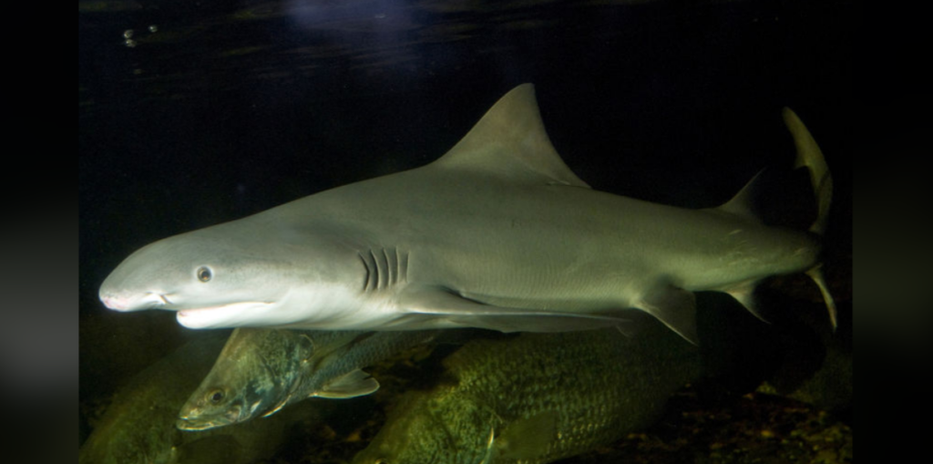 A shark with a streamlined gray body and prominent dorsal fin swims gracefully in dark waters. Below it, a few other fish with rough, scaled bodies are visible. The scene is dimly lit, highlighting the shark as the central figure.