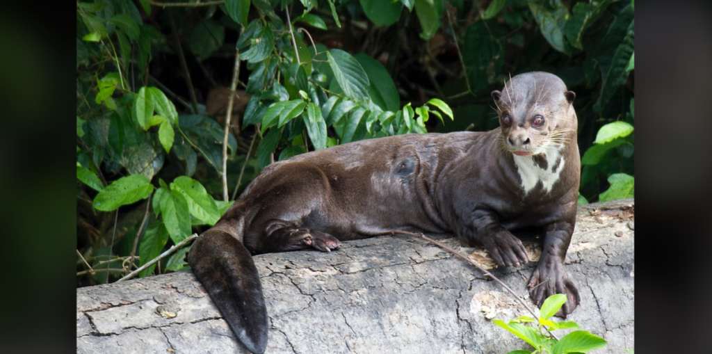 A giant otter lies on a large log in the middle of dense vegetation. The otter has a sleek, brown body, with a distinct white patch on its throat. Its head is turned slightly to the side, and it appears relaxed in its natural habitat.