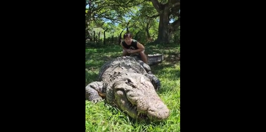 A large crocodile is lying on the grass with its mouth slightly open, while a person in a black tank top crouches behind it. The background features trees and greenery under a bright sky.