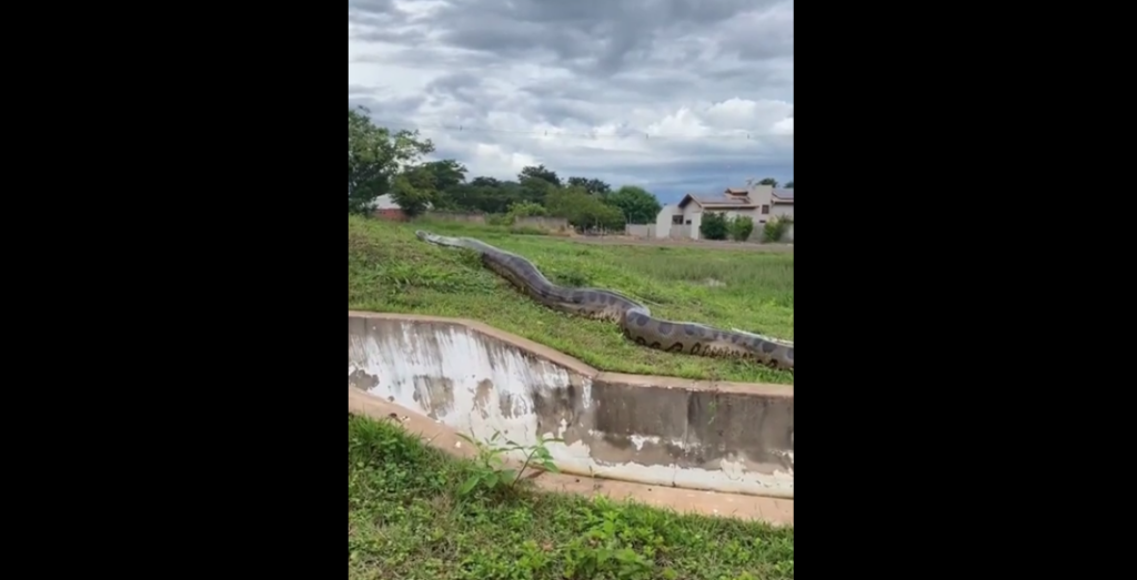 A large snake, possibly an anaconda, stretches across a grassy area next to a concrete structure. The sky above is overcast, and there are fields and buildings visible in the background.