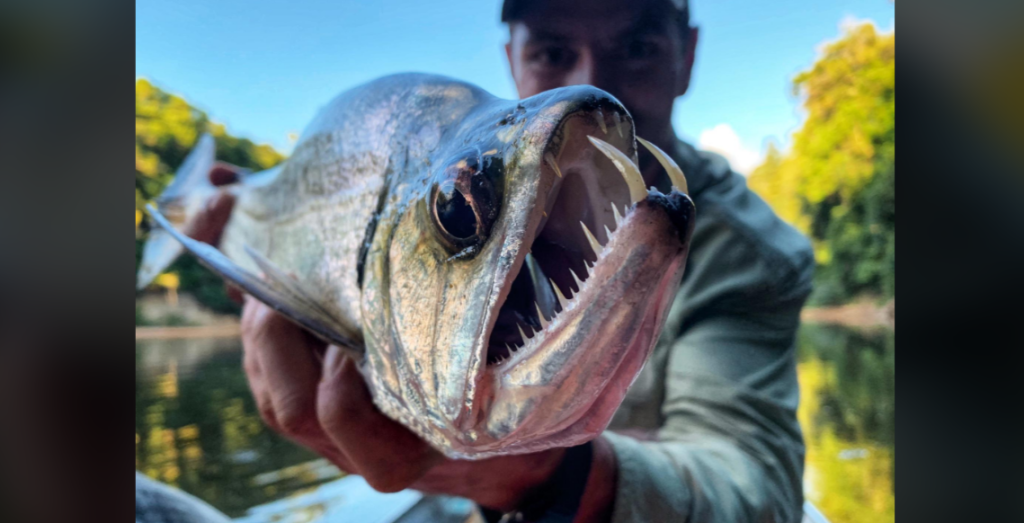 A person holds a large fish with sharp, pointed teeth in front of the camera. The fish's mouth is wide open, displaying its teeth prominently. The background shows a serene outdoor setting with water and trees in soft focus.