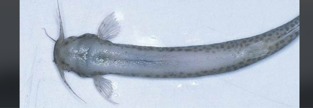 A slender, elongated fish with a slightly flattened body and small fins is pictured against a light background. The fish has barbels near its mouth and a pale color with darker spots along its sides.