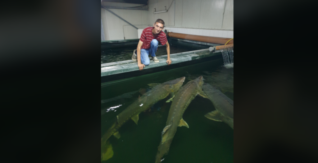 A person in a red and white striped shirt and jeans kneels next to a large tank filled with several big fish inside an indoor facility. The person is leaning over the tank and looking at the fish swimming in the dark water.