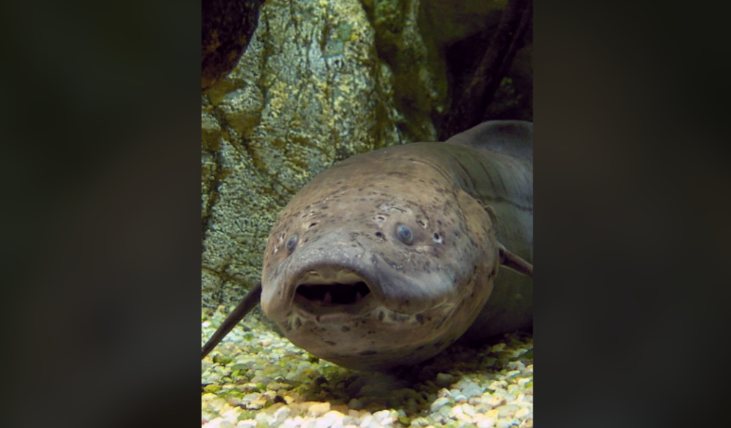 A close-up of a large fish with a wide, flat body and a rounded head, resting on a rocky, gravelly substrate. The fish has small eyes and a slightly open mouth, and is positioned against a backdrop of underwater rocks.