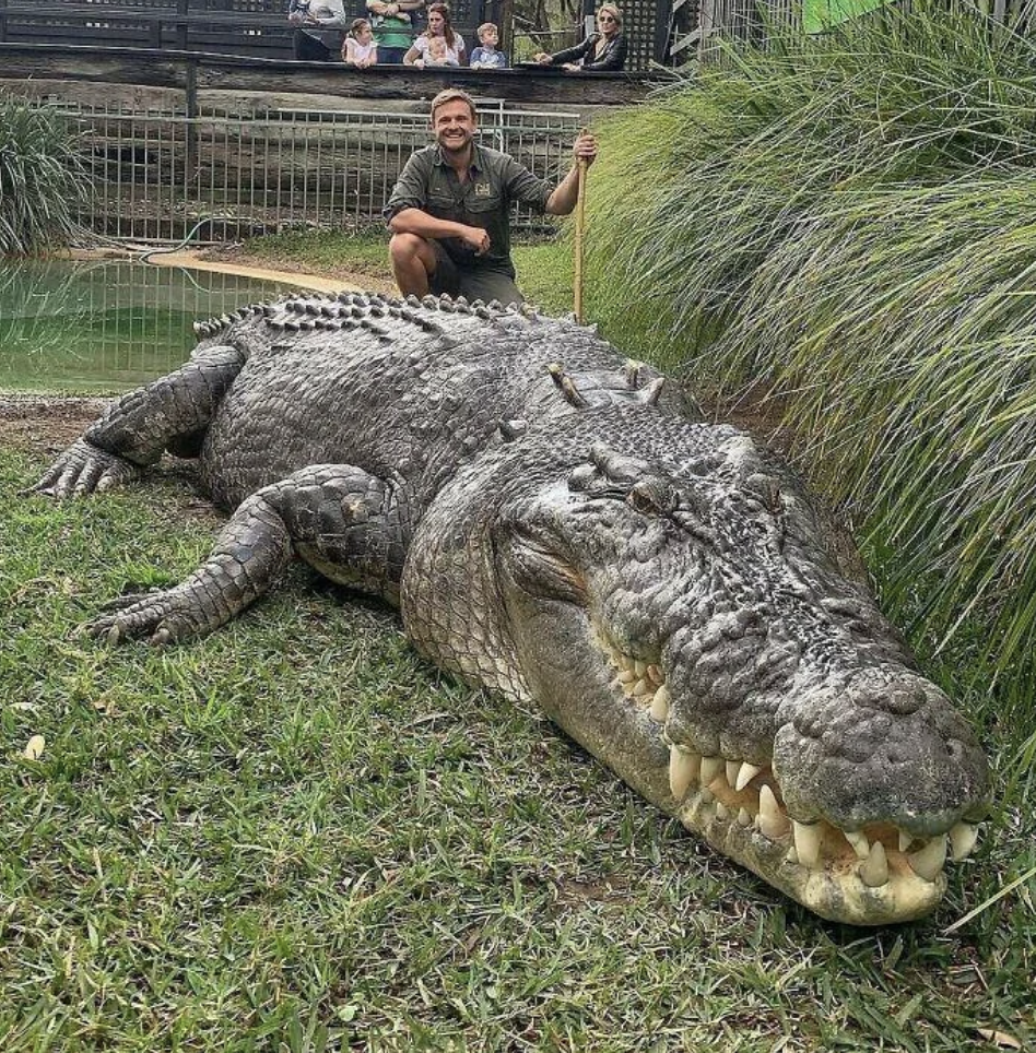 A large crocodile lies on the grass with its mouth slightly open, showing its teeth. Behind the crocodile, a person in a khaki outfit is kneeling, holding a long stick. Grassy hills and a wire fence with onlookers in the background are visible.