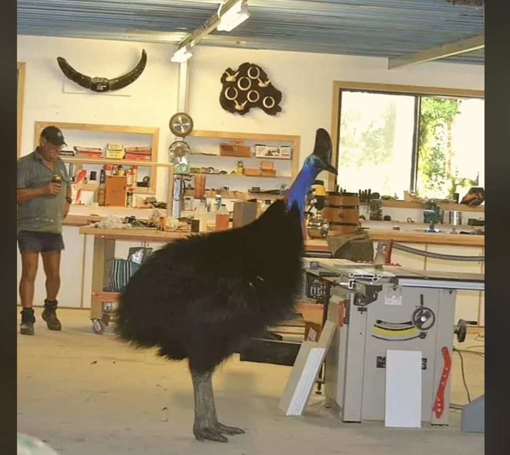 A large cassowary stands inside a workshop filled with tools and various woodworking equipment. A person in shorts and a hat is visible in the background, holding a drink and watching the cassowary. The workshop features mounted wildlife decorations on the walls.