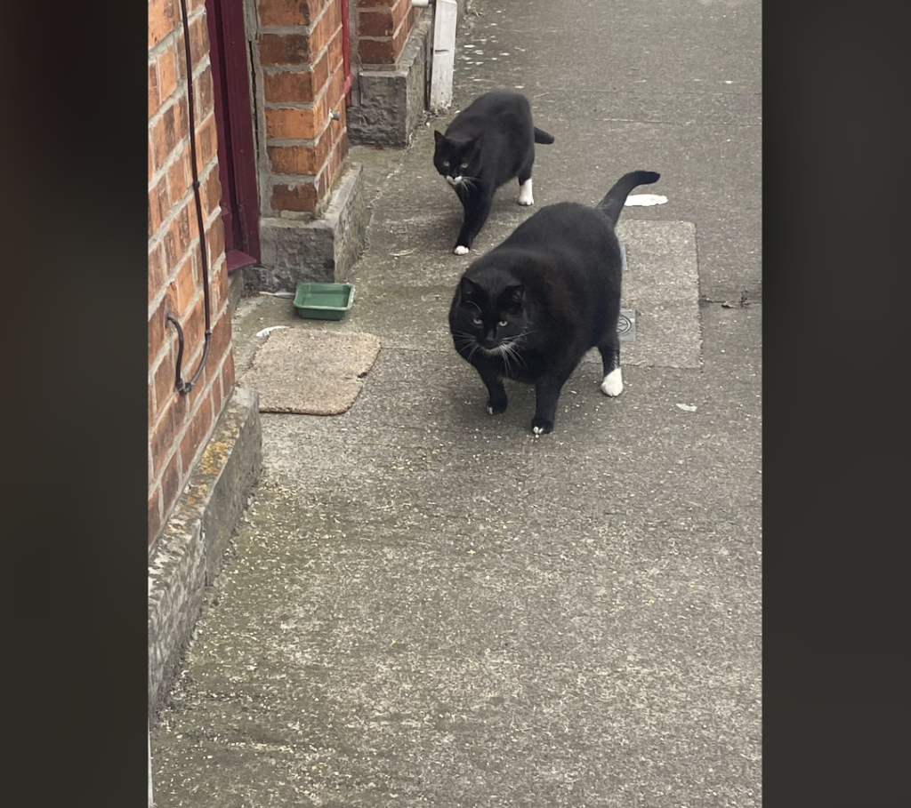 Two black cats with white paws are walking along a concrete pathway beside a brick wall. The cat in front is larger, and both cats have similar markings. There is a small green tray placed near the entrance of a door in the brick wall.