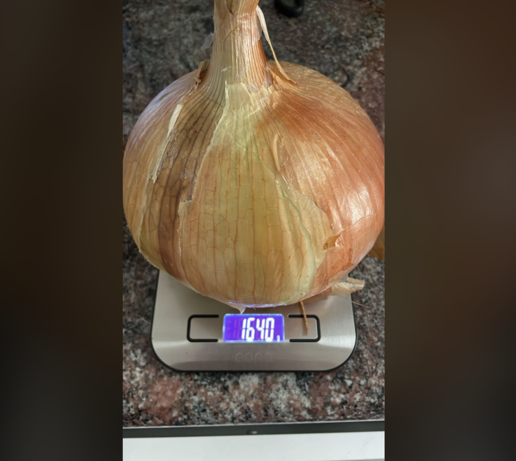 A large onion with light brown skin is placed on a digital kitchen scale. The scale's display reads "1640" grams or 1.64 kilograms. The background is a granite countertop.