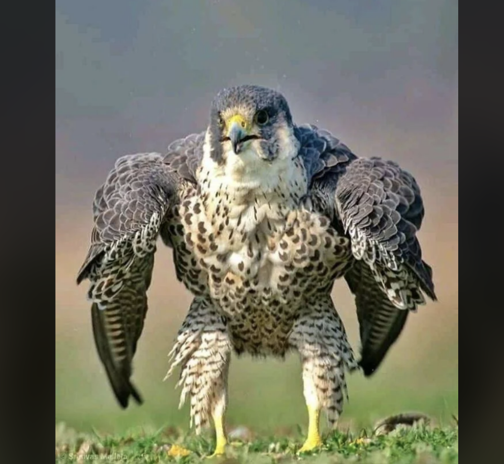 A peregrine falcon with outstretched wings stands on grassy ground. Its feathers display a mix of grey, white, and black patterns. The falcon faces forward, showcasing its sharp beak and focused eyes. The background is softly blurred.