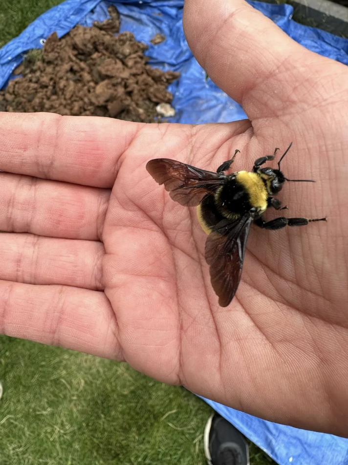 A person holds a large bumblebee gently in their open palm. The bumblebee has a fuzzy yellow and black body with translucent wings. The background shows a blue tarp and some soil or dirt.