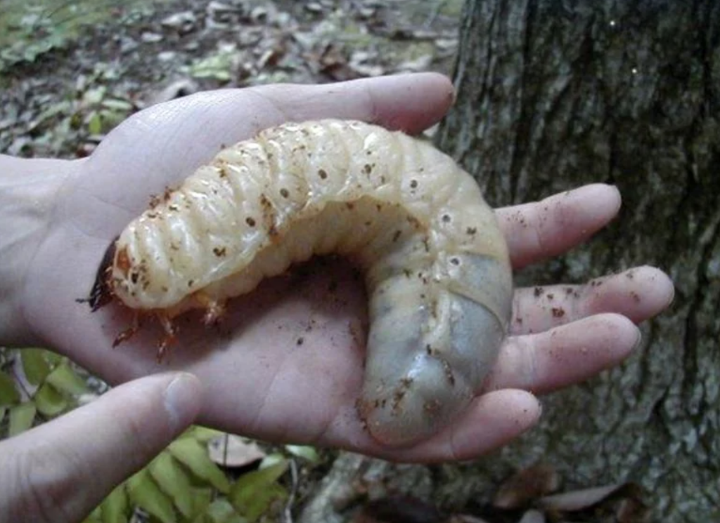 A close-up of a person's hands holding a large, light-colored grub with a segmented body. The grub is curled and has small legs near its head. The background shows the base of a tree and some leaves littering the ground.