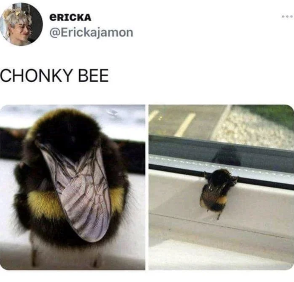 A tweet from a user @Erickajamon with the caption "CHONKY BEE." The image below the tweet is a close-up photo of a large, fluffy bee with a focus on its back and wings, and another picture showing the bee from behind, situated on a windowsill.