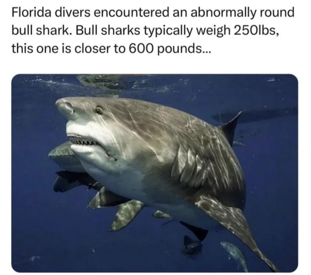 A large, abnormally round bull shark swims underwater near divers. The shark is noticeably larger than typical bull sharks, weighing closer to 600 pounds compared to the usual 250 pounds. The water appears deep with a couple of other sharks in the background.