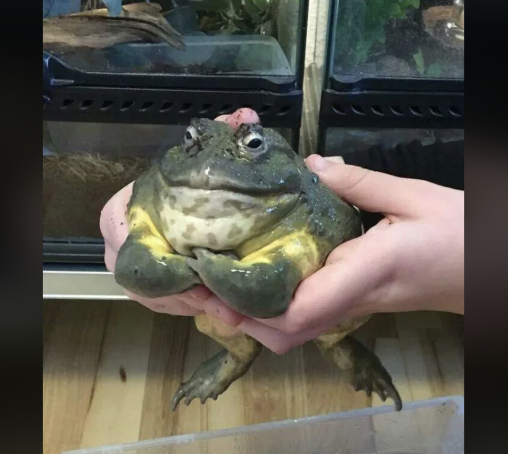 Two hands gently holding a large, greenish-brown frog with yellowish sections on its body. The frog has a slightly annoyed expression and is being held near glass enclosures filled with terrarium setups.